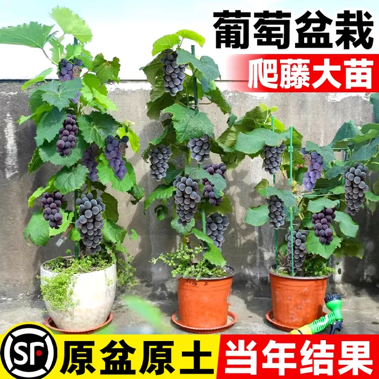 正宗阳光玫瑰葡萄树苖巨峰蓝宝石水晶爬藤葡萄苗南方种植北方耐寒