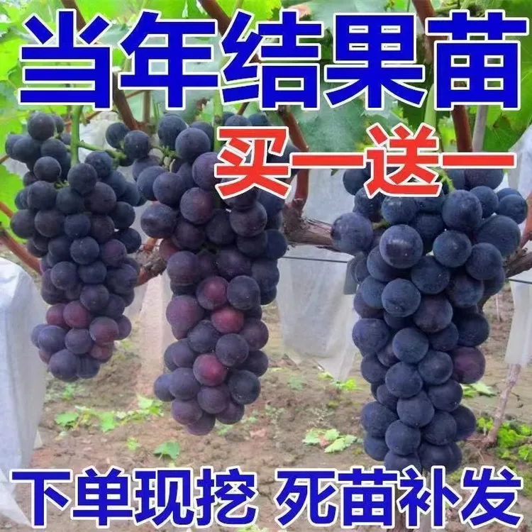 葡萄树苖特大巨峰葡萄苗爬藤阳光玫瑰葡萄树苗北南方种植果树果苗