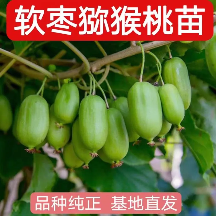 软枣猕猴桃树果苗盆栽地栽正宗红心软籽猕猴桃苗南方北方庭院果树