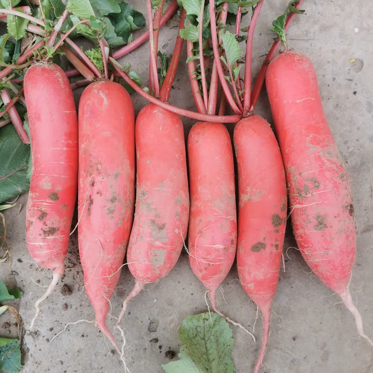 湖北农家自种新鲜红萝卜本地红皮白心泡菜萝卜不空心现挖现发
