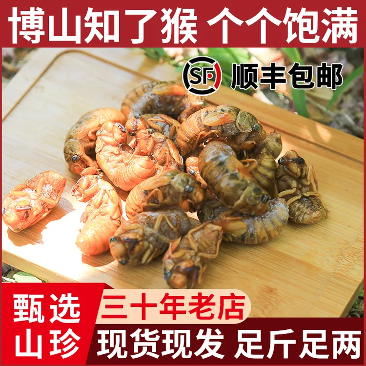 2025年新鲜大个知了猴金蝉白蝉活体速冻鲜嫩爬叉猴蝉蛹顺丰包邮