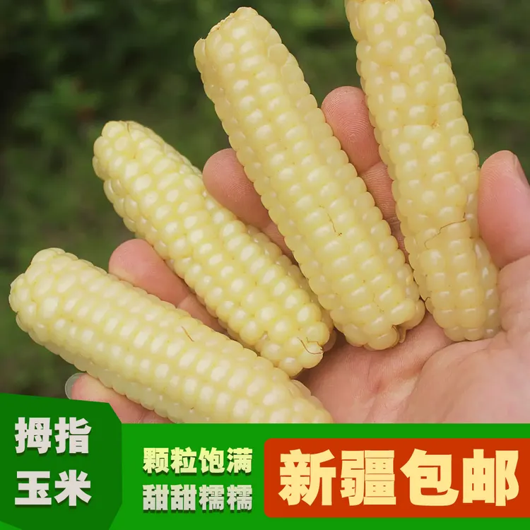 新疆包邮拇指玉米云南香糯小玉米新鲜代餐小手指迷你真空香甜软糯