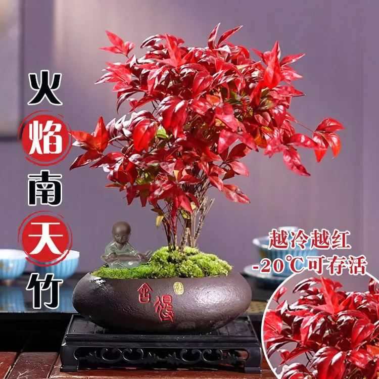 火焰南天竹盆栽绿植年宵花卉书房客厅植物桌面盆景好养禅意摆件