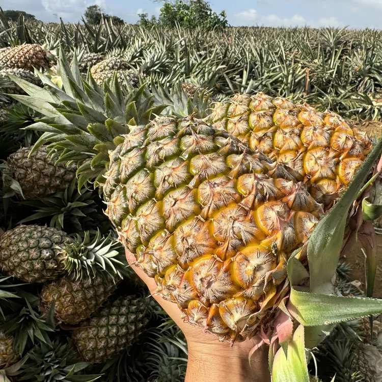 【顺丰陆运】海南金钻凤梨17号芒果凤梨冬蜜甜蜜蜜新鲜水果菠萝孕妇