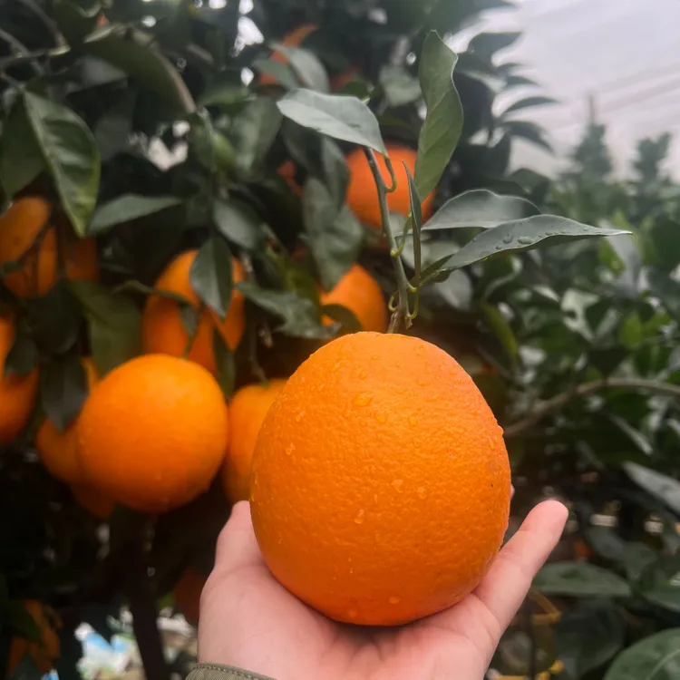 （试吃装）赣南寻乌脐橙 自家果园 原产地发货