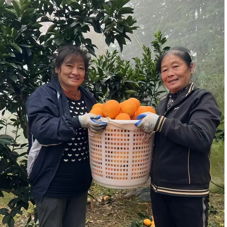 赣南寻乌脐橙 自家果园 原产地直发