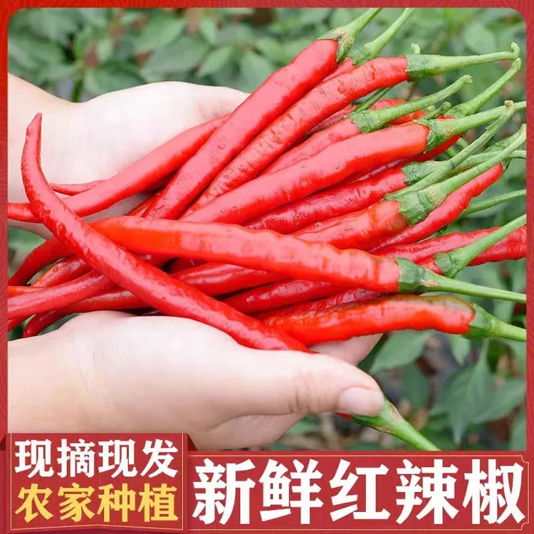 【高辣红杭椒】红美人薄皮红尖椒中辣小米辣朝天椒剁椒辣椒酱辣爆炒