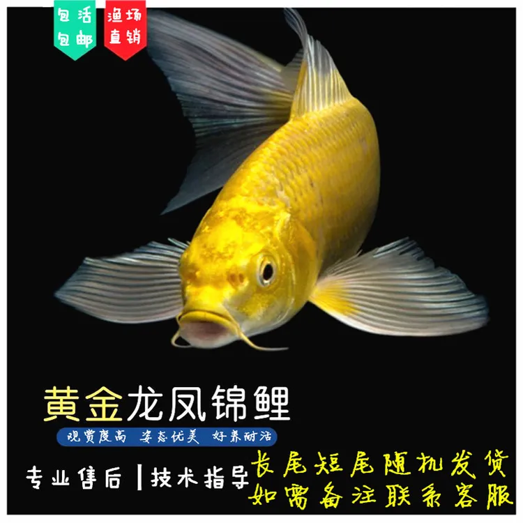 纯种黄金火鲤锦鲤观赏鱼秋翠德系鱼蝴蝶鱼九纹龙鱼塘直发养鱼虎皮