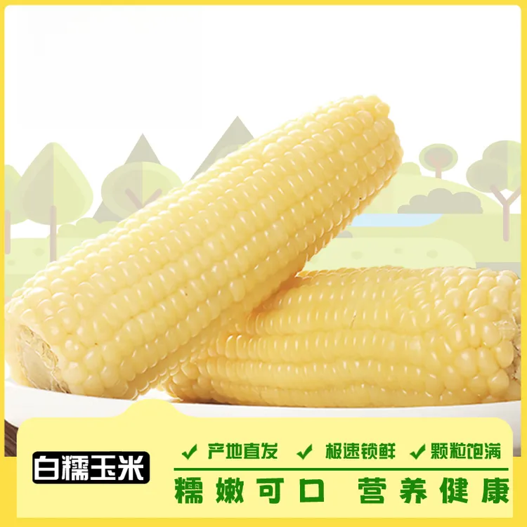 【试吃2根】到手10支2025年东北白糯玉米280-350g甜糯整箱6斤批发