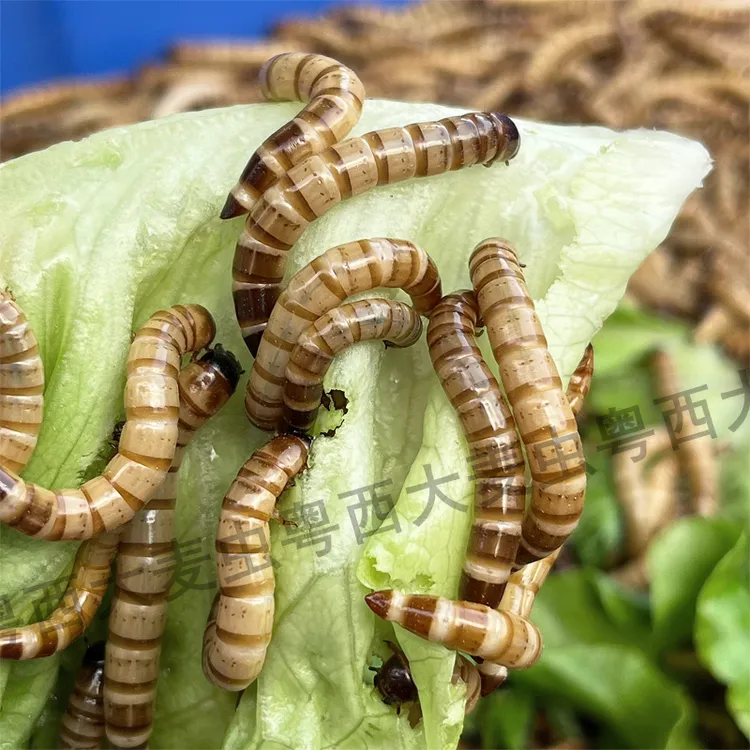 「超萌好物」4-5厘米左右大麦虫宠物鱼类鸟类龟类鼠类虫子大麦虫