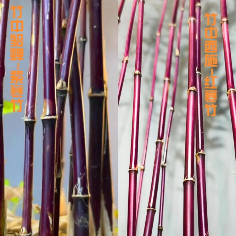 红寒竹朱竹养护紫寒竹室内绿植禅意小竹子盆栽庭院观赏竹绿植