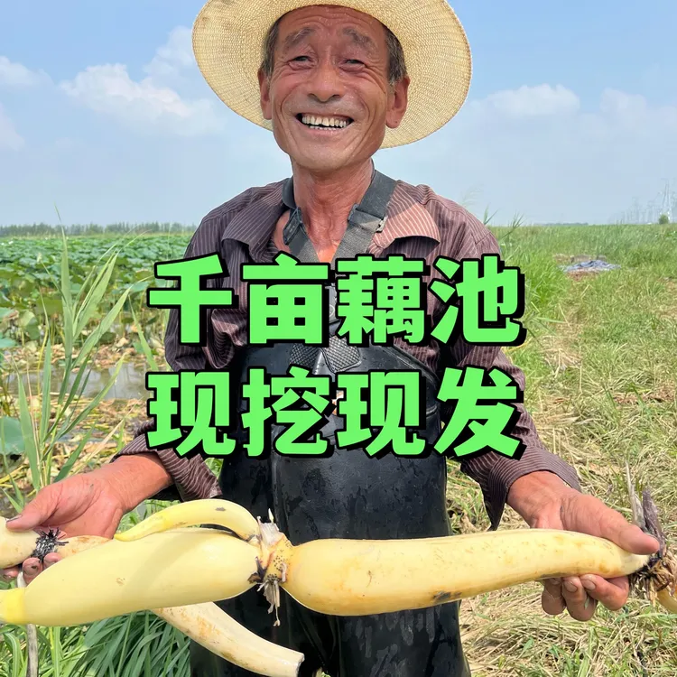 【现挖现发】黄河口九孔白藕 千亩藕塘 每日现挖 源头直出 真空包装