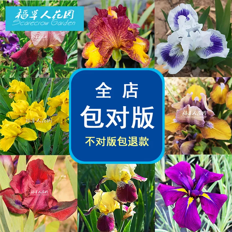 裸根苗低价出德国鸢尾马蔺盆栽苗阳台花园植物庭院花境耐寒花卉