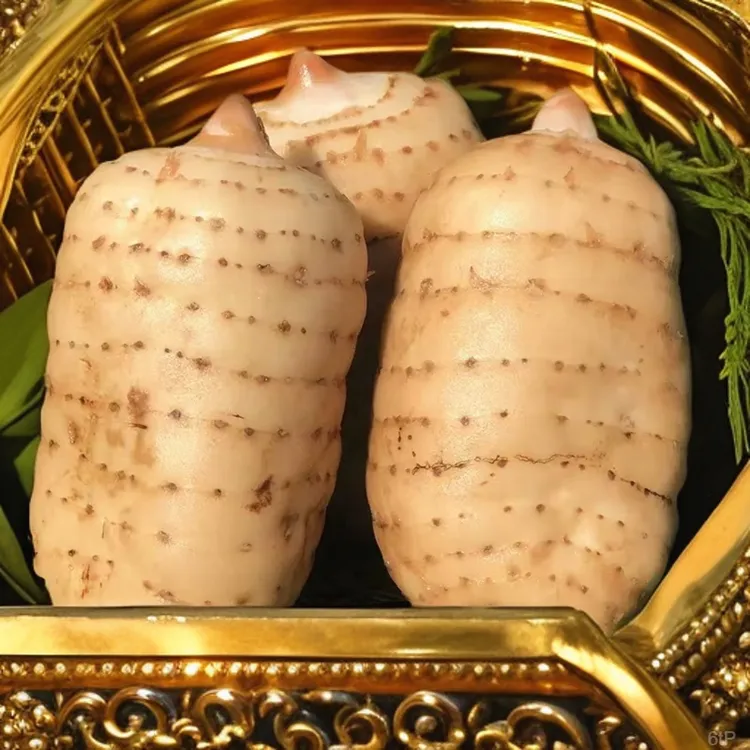 【新鲜乌天麻正宗云南彝良小草坝新鲜仿野野外天麻原产地直销食用】