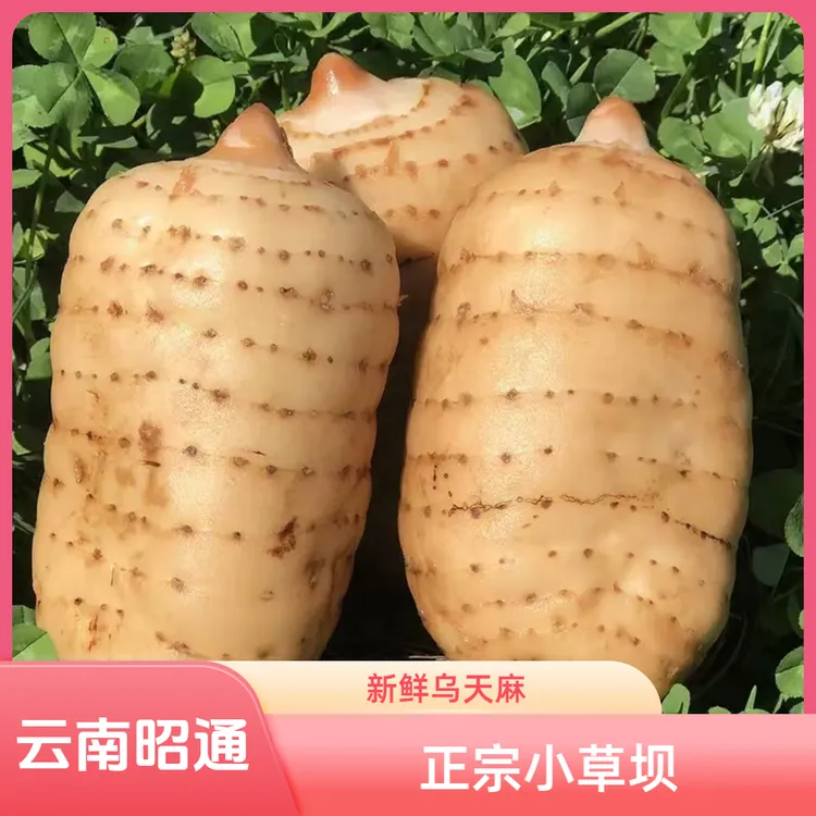 【新鲜乌天麻正宗云南彝良小草坝新鲜仿野种植天麻原产地直销食用】