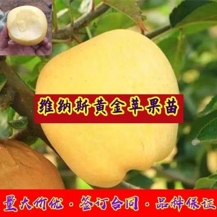 新品种维纳斯黄金苹果苗嫁接黄金帅苹果苗黄元帅苹果树苗当年结果