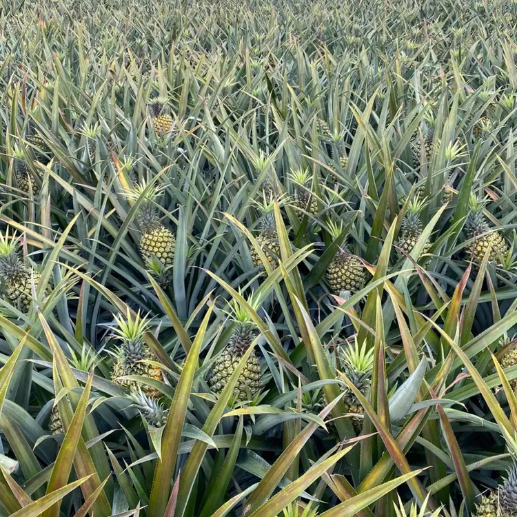 凤梨苗台湾金钻凤梨16号17号23号绿植大果凤梨地菠萝苗盆栽凤梨苗