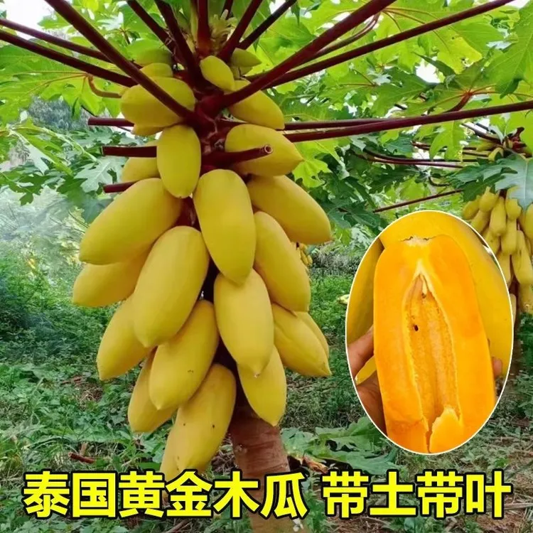 黄金木瓜大青红肉水果红心木瓜苗矮化木瓜苗南方种植四季结果