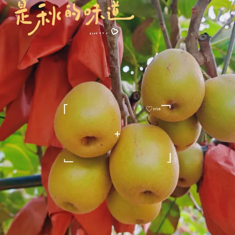 苍溪红心猕猴桃清香甘甜原汁原味生态鲜果
