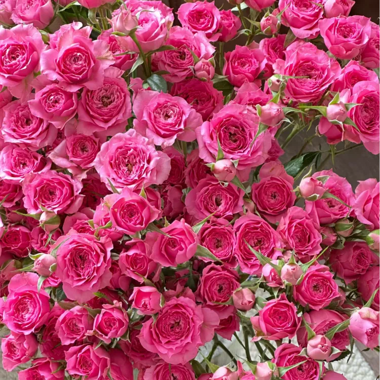 苏菲宝贝多头玫瑰10支装（断2支不售后）云南昆明斗南基地直发