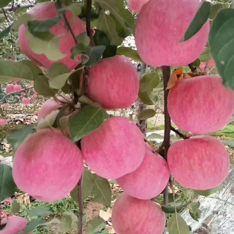 YANAN APPLE/延安苹果延安红富士，脆甜多汁 带给您甜美脆爽