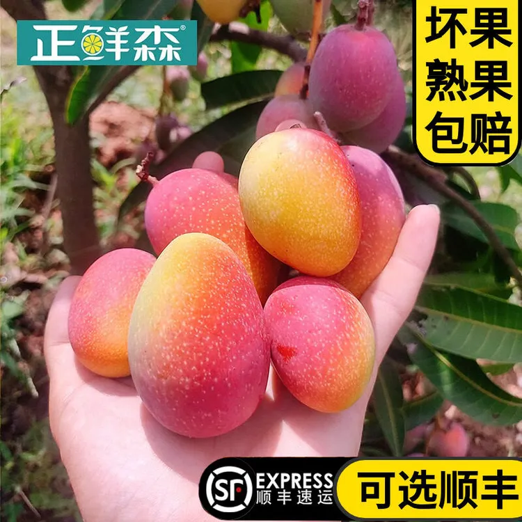 【顺丰】云南元江小金凤凰芒果小彩虹蛋芒 甜迷你小芒果5斤8斤礼盒