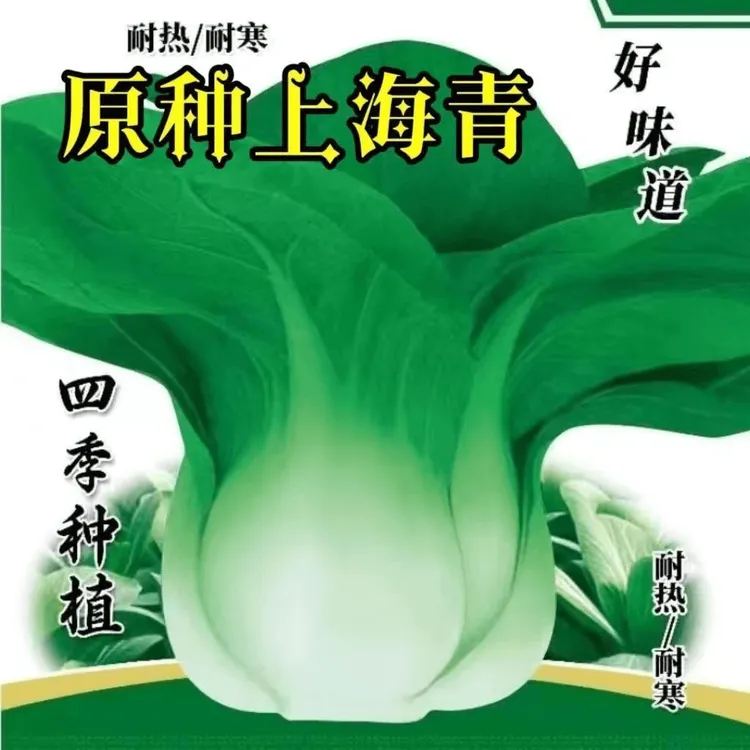 四季上海青种子 四季春季秋季油菜白菜种子蔬菜种子【原厂包装】