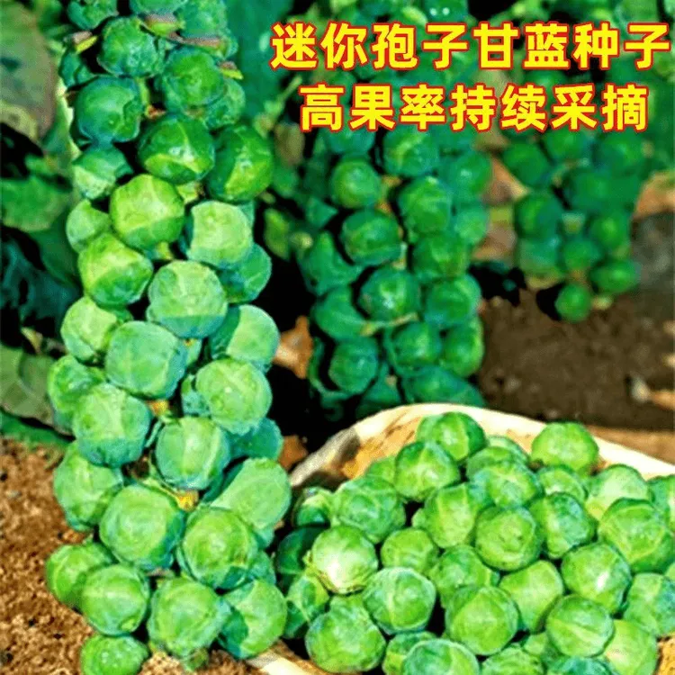 抱子甘蓝孢子甘蓝菜种子苗蔬菜种籽高果率小包菜卷心蔬菜蔬果种子