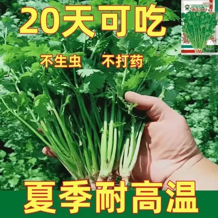 【免破壳】耐热四季速生香菜种子出大叶芫荽种籽农家阳台盆栽