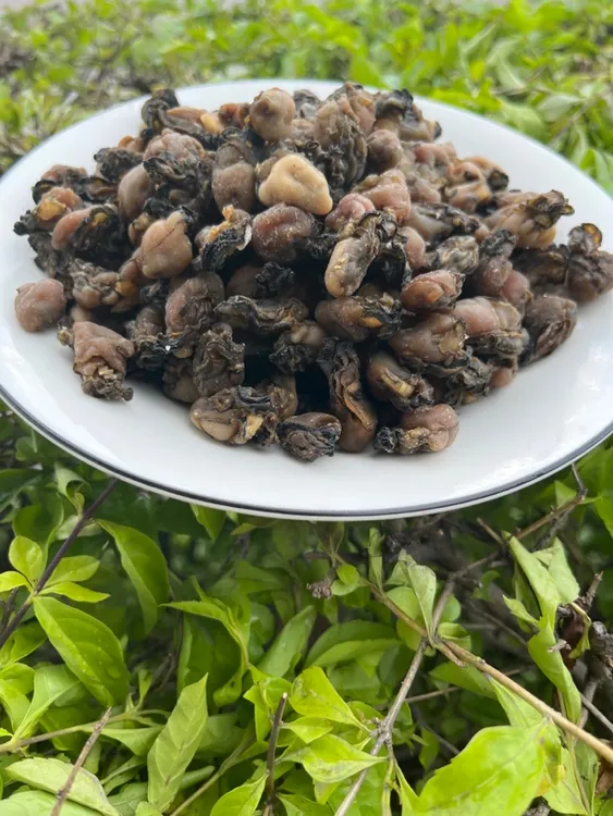 惠安中大个海蛎干蚝子石蛎干生蚝干海鲜干货牡蛎肉福建特产