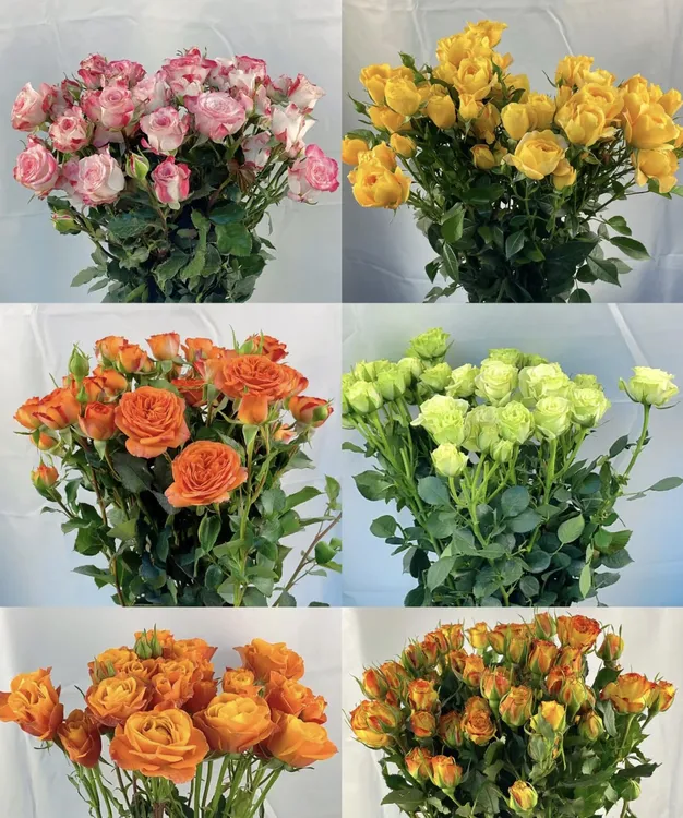 随机发多头玫瑰云南昆明斗南基地直发高品质家养鲜花