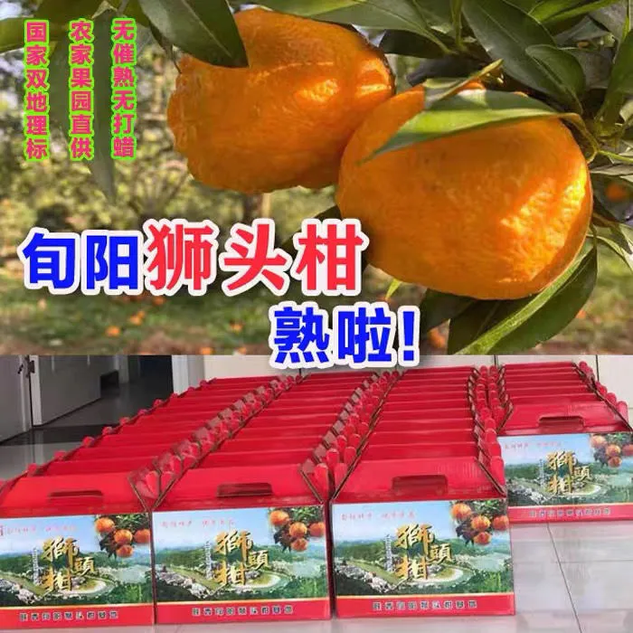 正宗旬阳狮头柑精选礼盒柑子丑柑丑橘丑八怪不知火包邮十斤大果