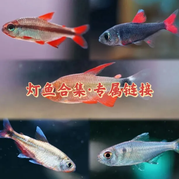 野生灯鱼合集热带小型观赏灯鱼顺丰包邮包损小鱼儿