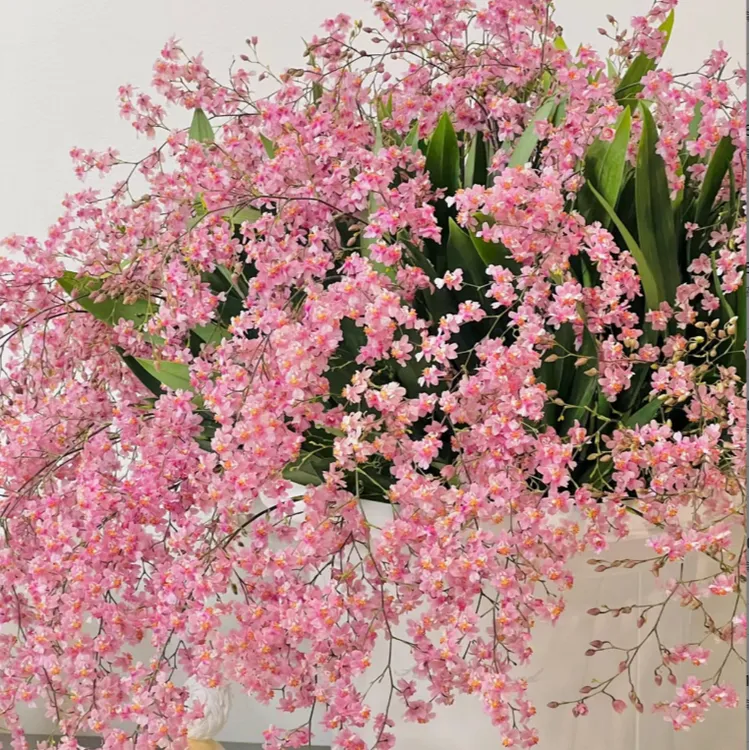 兰亭【香水文心兰】盆栽梦香兰室内绿植名贵花卉带花剑发货懒人好养