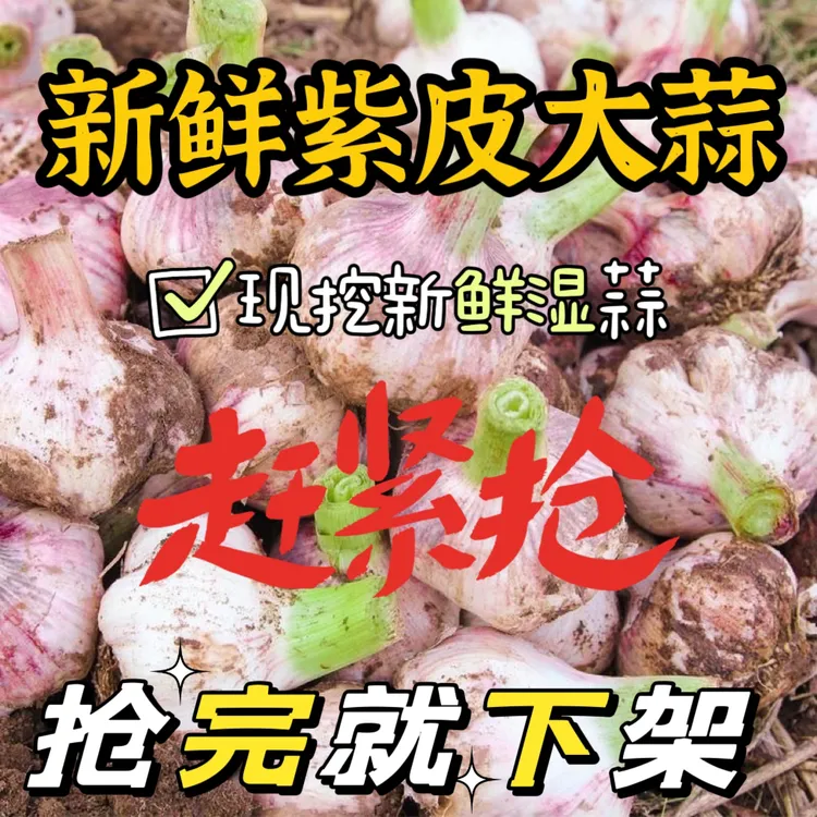 紫皮湿蒜新鲜紫皮大蒜河南开封原产地现挖现发湿蒜鲜嫩适合腌制