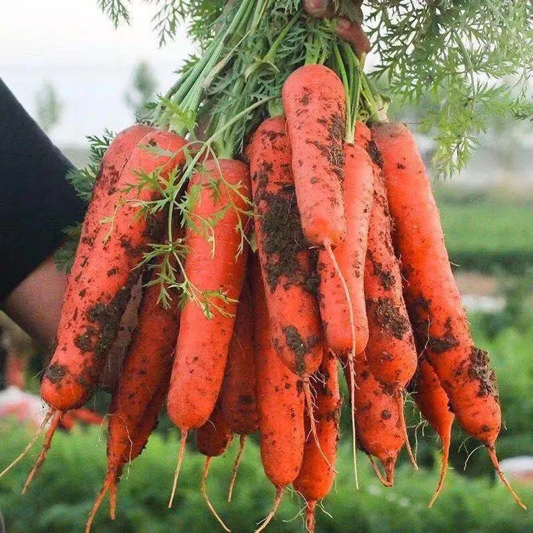 现挖现发新鲜胡萝卜生吃香脆可口沙土种植水果红萝卜香甜产地包邮