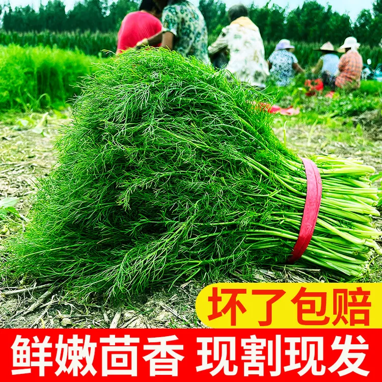 新鲜茴香菜【直播间专享低价】可能带根
