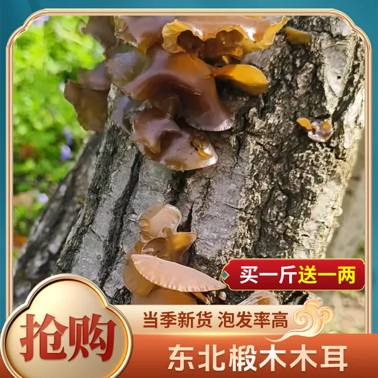（买一斤送一两）东北老品种木耳椴木木耳干货肉厚无根椴木袋装