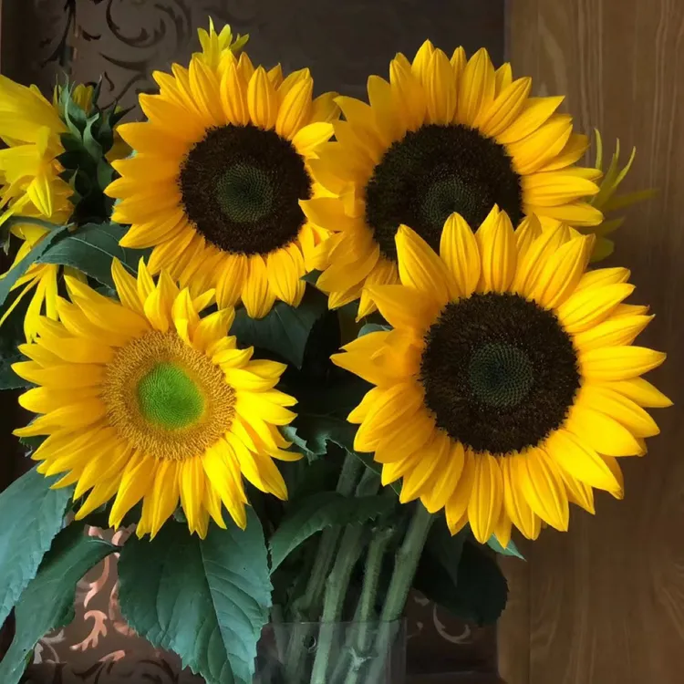 向日葵中小花苞发货水养插花鲜花真花花束基地直发包邮礼物摆件