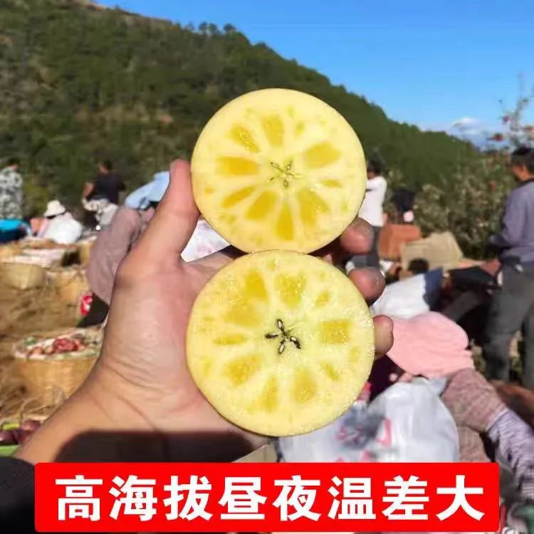 正宗四川大凉山冰糖心丑苹果当季新鲜水果产地直发