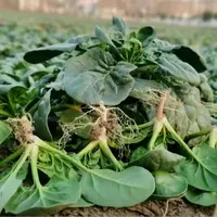 河南新鲜菠菜时令蔬菜秋菠菜  3斤5斤