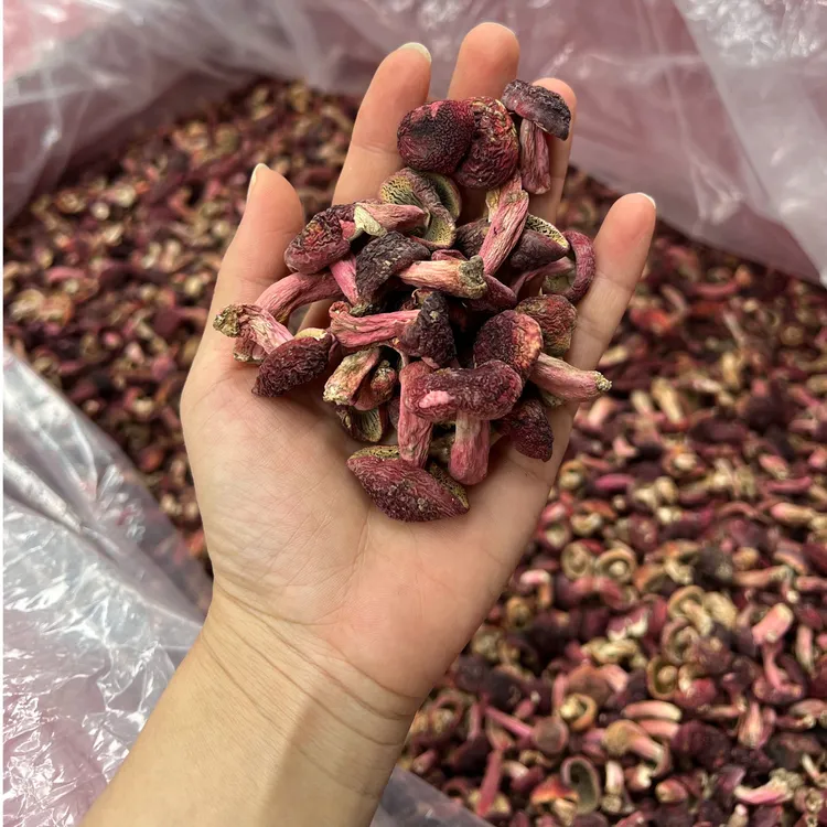 福建武夷山红菇丁蓝底今年新菇干货特级红菇煲汤炖汤菌菇月子菇
