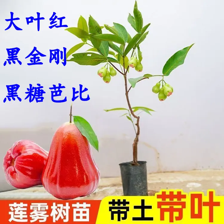 黑金刚莲雾树苗大叶红莲雾果苗嫁接树苗南方果树庭院地栽带地带叶
