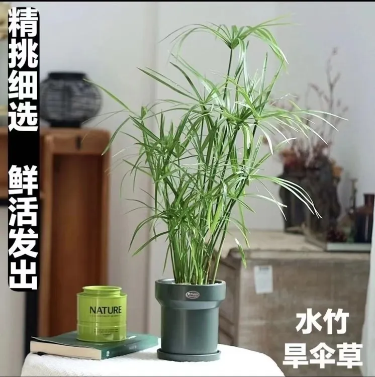 水生水培植物龟水竹盆栽水竹鱼缸水池塘旱伞草风车草苗净化水质