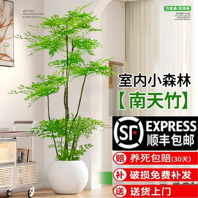 南天竹真树盆栽客厅大型绿植造型老桩办公室内好养观叶植物吸甲醛