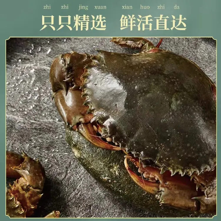 江浙沪包邮海水养殖鲜活独臂青蟹残蟹鲜活海蟹 鲜活肥美