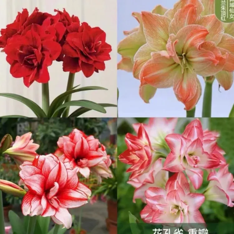 【买二颗送一颗（1件是1颗）】大花重瓣朱顶红阳台花园重瓣浓香型重