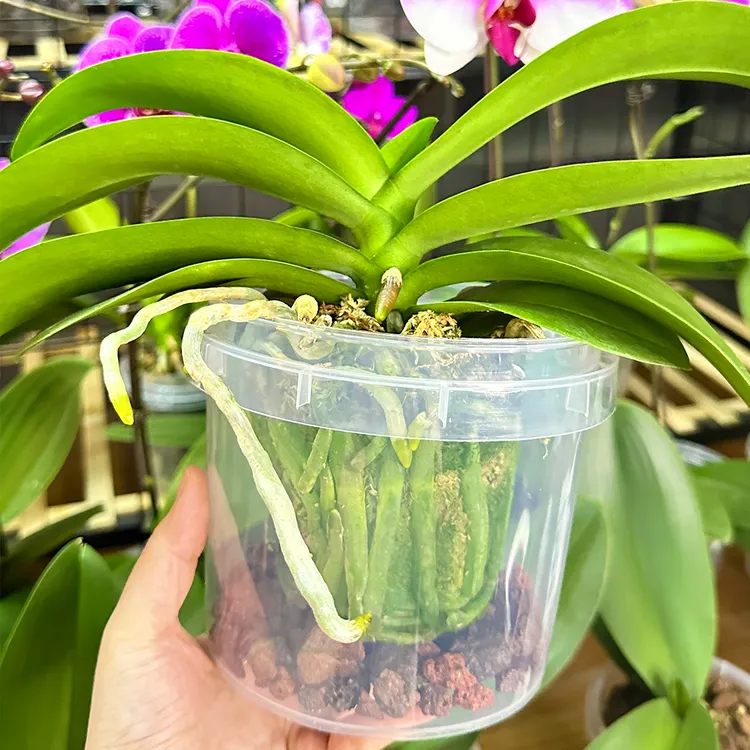 花花喜大王蝴蝶兰半水培湿养10个高透切花水培专用水果奶茶霸王桶