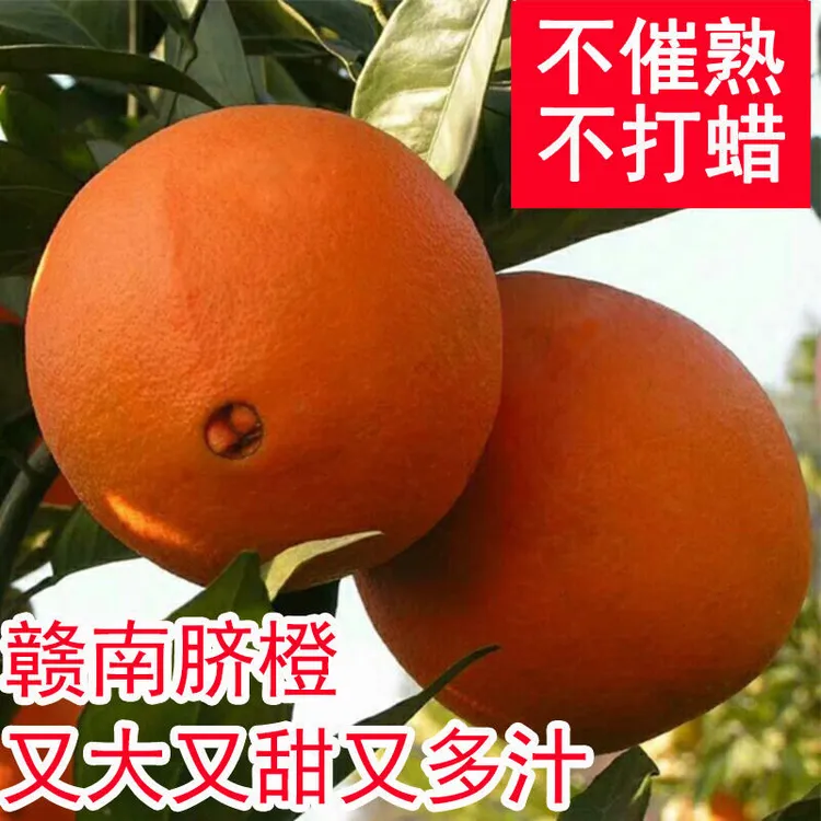 正宗江西赣南脐橙新鲜水果寻乌橙子10斤赣州产地直发皮薄多汁包邮