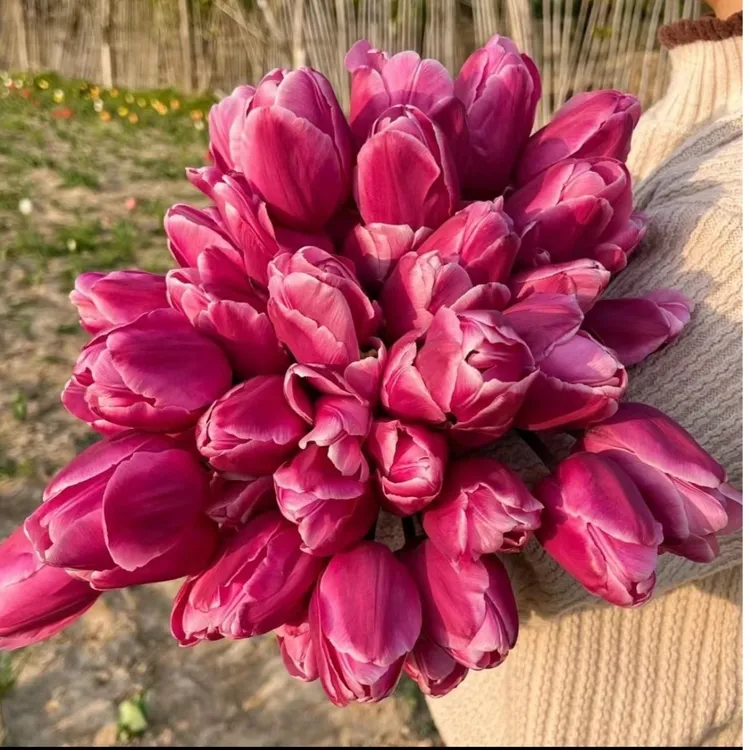 【雪雪家花园专属】进口郁金香种球 秋冬季节栽种 耐寒可盆栽地栽